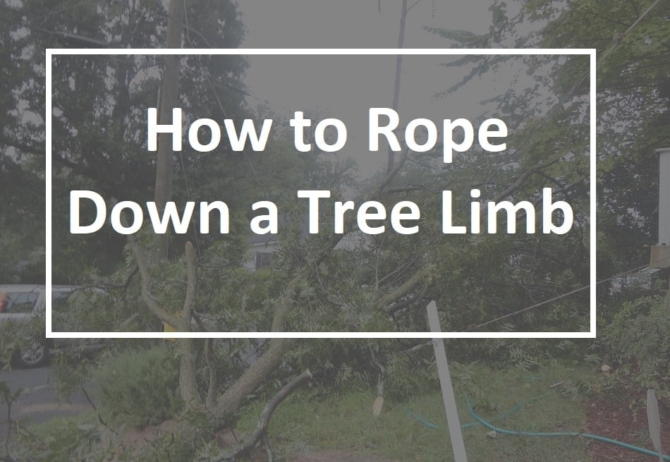 How to Rope Down a Tree Limb
