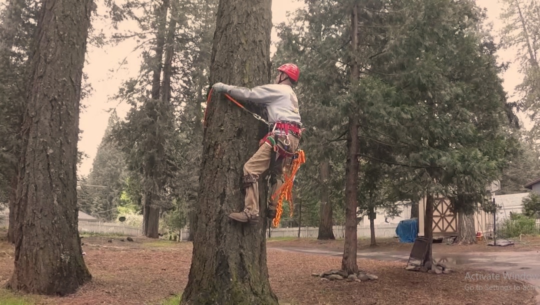 Learn How To Climb A Tree With Spikes Dependent And Safe Ways